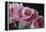 Pink Roses-Anna Miller-Framed Premier Image Canvas