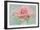 Pink Roses-Cora Niele-Framed Photographic Print