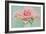 Pink Roses-Cora Niele-Framed Photographic Print