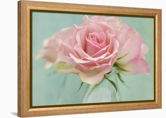 Pink Roses-Cora Niele-Framed Premier Image Canvas