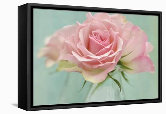 Pink Roses-Cora Niele-Framed Premier Image Canvas