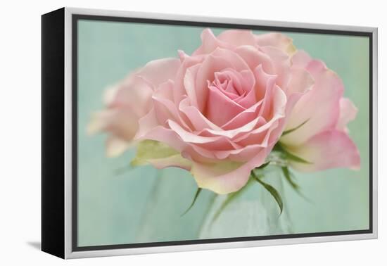 Pink Roses-Cora Niele-Framed Premier Image Canvas