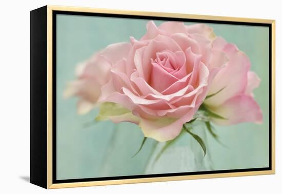 Pink Roses-Cora Niele-Framed Premier Image Canvas