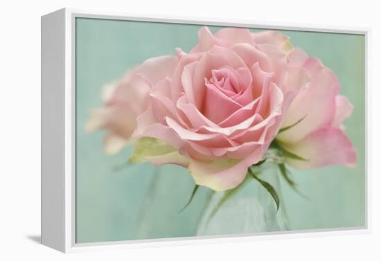 Pink Roses-Cora Niele-Framed Premier Image Canvas