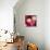 Pink Roses-Dan Meneely-Art Print displayed on a wall