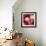 Pink Roses-Dan Meneely-Framed Art Print displayed on a wall