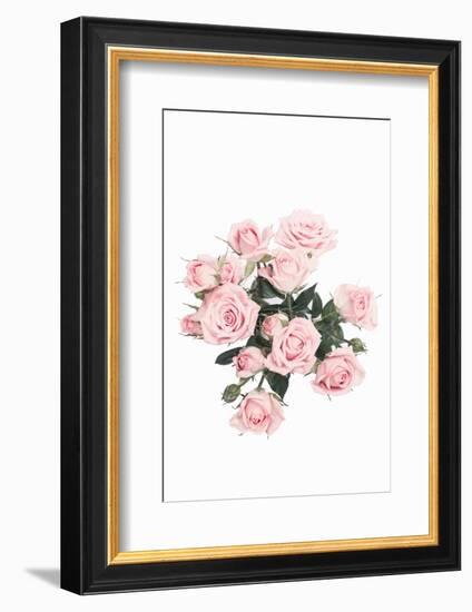 Pink Roses-Sisi and Seb-Framed Photo