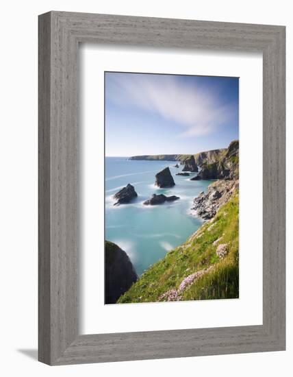 Pink sea thrift wildflowers on the clifftops above Bedruthan Steps, Cornwall, England. Spring (May)-Adam Burton-Framed Photographic Print