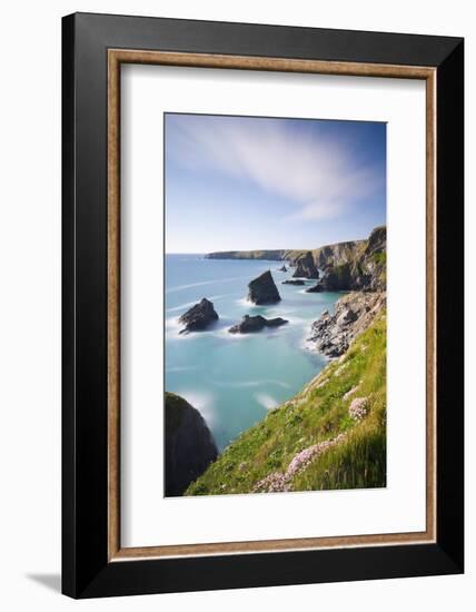 Pink sea thrift wildflowers on the clifftops above Bedruthan Steps, Cornwall, England. Spring (May)-Adam Burton-Framed Photographic Print