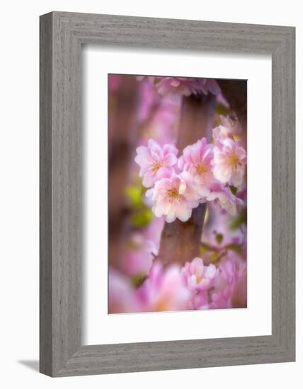 Pink Serenade-Philippe Sainte-Laudy-Framed Photographic Print
