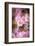 Pink Serenade-Philippe Sainte-Laudy-Framed Photographic Print