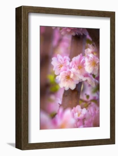 Pink Serenade-Philippe Sainte-Laudy-Framed Photographic Print