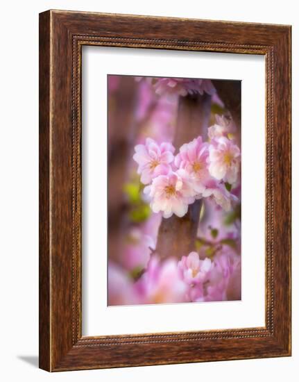 Pink Serenade-Philippe Sainte-Laudy-Framed Photographic Print