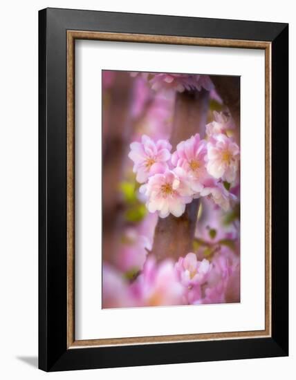 Pink Serenade-Philippe Sainte-Laudy-Framed Photographic Print