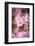 Pink Serenade-Philippe Sainte-Laudy-Framed Photographic Print