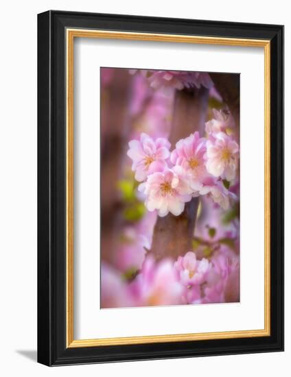 Pink Serenade-Philippe Sainte-Laudy-Framed Photographic Print