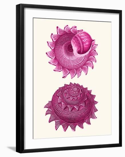 Pink Shells b-Fab Funky-Framed Art Print