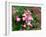 Pink Snapdragon-Audrey-Framed Giclee Print