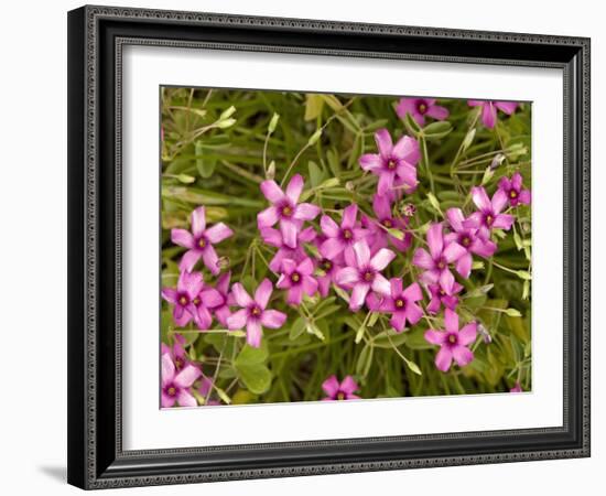 Pink Sorrel (Oxalis Articulata)-Bob Gibbons-Framed Photographic Print