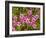 Pink Sorrel (Oxalis Articulata)-Bob Gibbons-Framed Photographic Print