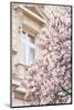 Pink Spring Magnolias in Paris-Carina Okula-Mounted Photographic Print