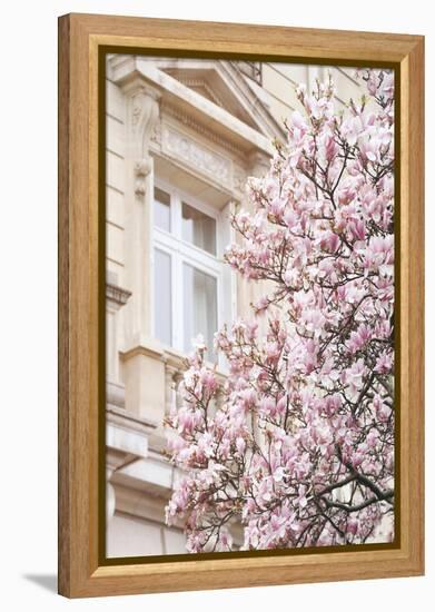 Pink Spring Magnolias in Paris-Carina Okula-Framed Premier Image Canvas