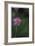 Pink Stem Detail-Stacy Bass-Framed Giclee Print