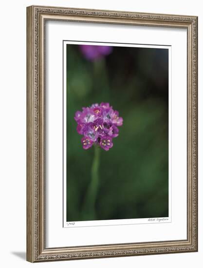 Pink Stem Detail-Stacy Bass-Framed Giclee Print