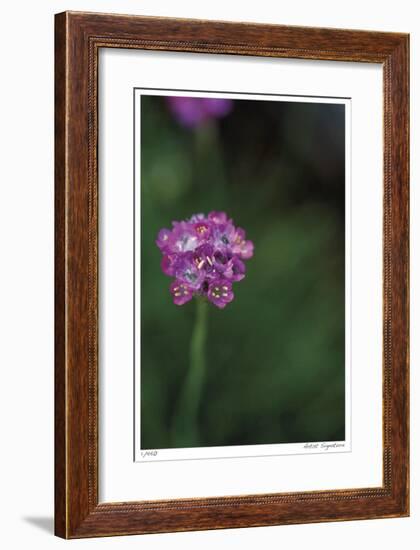 Pink Stem Detail-Stacy Bass-Framed Giclee Print