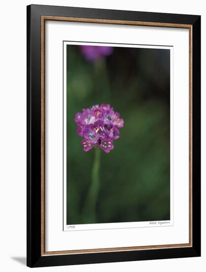 Pink Stem Detail-Stacy Bass-Framed Giclee Print