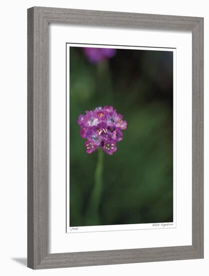 Pink Stem Detail-Stacy Bass-Framed Giclee Print