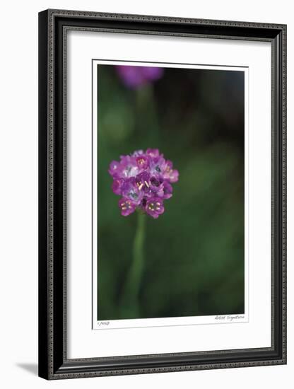 Pink Stem Detail-Stacy Bass-Framed Giclee Print