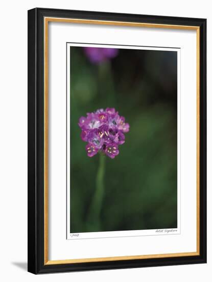 Pink Stem Detail-Stacy Bass-Framed Giclee Print