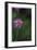 Pink Stem Detail-Stacy Bass-Framed Giclee Print