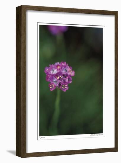 Pink Stem Detail-Stacy Bass-Framed Giclee Print