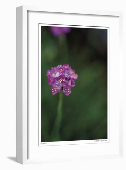 Pink Stem Detail-Stacy Bass-Framed Giclee Print