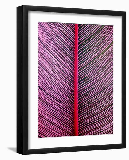 Pink-Striped Heliconia, Heliconia iconia, HTBG, Hawaii-Stuart Westmorland-Framed Photographic Print