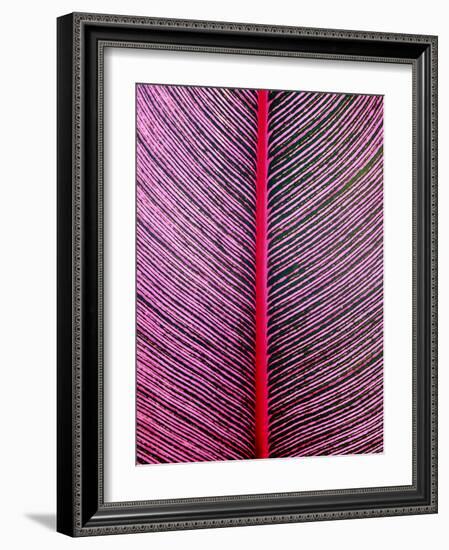 Pink-Striped Heliconia, Heliconia iconia, HTBG, Hawaii-Stuart Westmorland-Framed Photographic Print