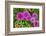 Pink striped zinnia, USA-Lisa Engelbrecht-Framed Photographic Print