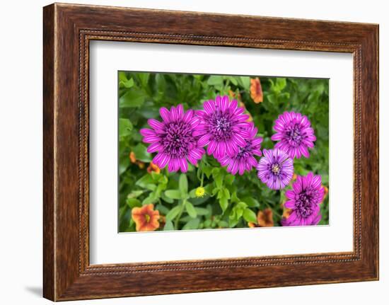 Pink striped zinnia, USA-Lisa Engelbrecht-Framed Photographic Print