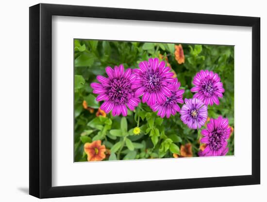 Pink striped zinnia, USA-Lisa Engelbrecht-Framed Photographic Print