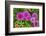 Pink striped zinnia, USA-Lisa Engelbrecht-Framed Photographic Print