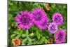 Pink striped zinnia, USA-Lisa Engelbrecht-Mounted Photographic Print