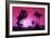 Pink Sunset - In the Style of Oil Painting-Philippe Hugonnard-Framed Giclee Print