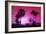 Pink Sunset - In the Style of Oil Painting-Philippe Hugonnard-Framed Giclee Print