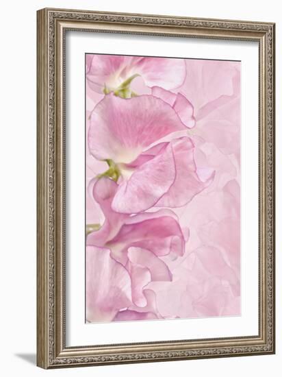 Pink Sweet Peas-Cora Niele-Framed Photographic Print