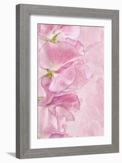 Pink Sweet Peas-Cora Niele-Framed Photographic Print