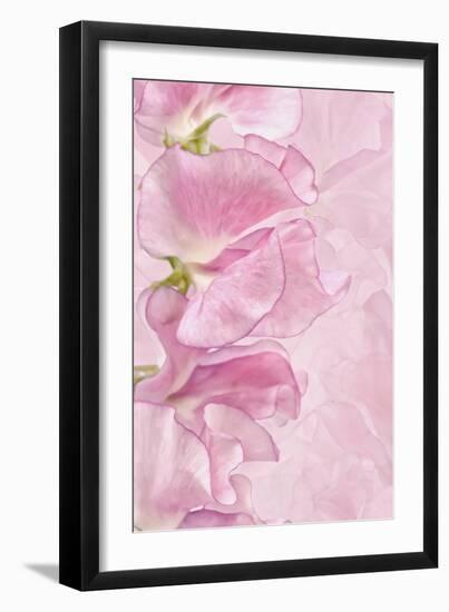 Pink Sweet Peas-Cora Niele-Framed Photographic Print