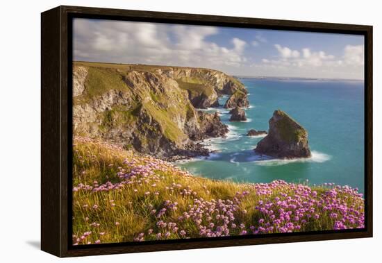 Pink Thrift Flowers, Bedruthan Steps, Newquay, Cornwall, England, United Kingdom-Billy Stock-Framed Premier Image Canvas