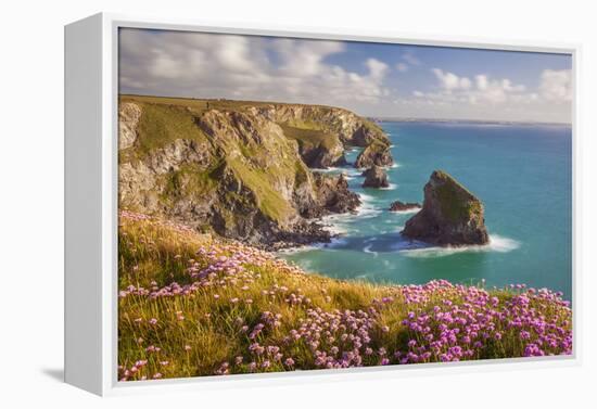 Pink Thrift Flowers, Bedruthan Steps, Newquay, Cornwall, England, United Kingdom-Billy Stock-Framed Premier Image Canvas